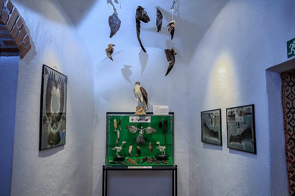 Greifvogelzentrum und Falknereimuseum, Ausstellungsraum (© Greifvogelzentrum und Falknereimuseum)